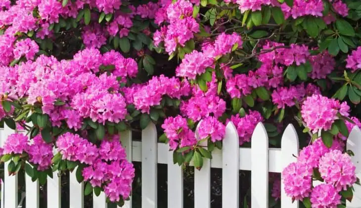 What Does A Rhododendron Look Like – A Deeper Look