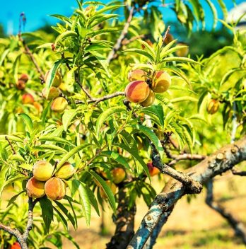 When To Plant A Peach Tree – A Complete Guide
