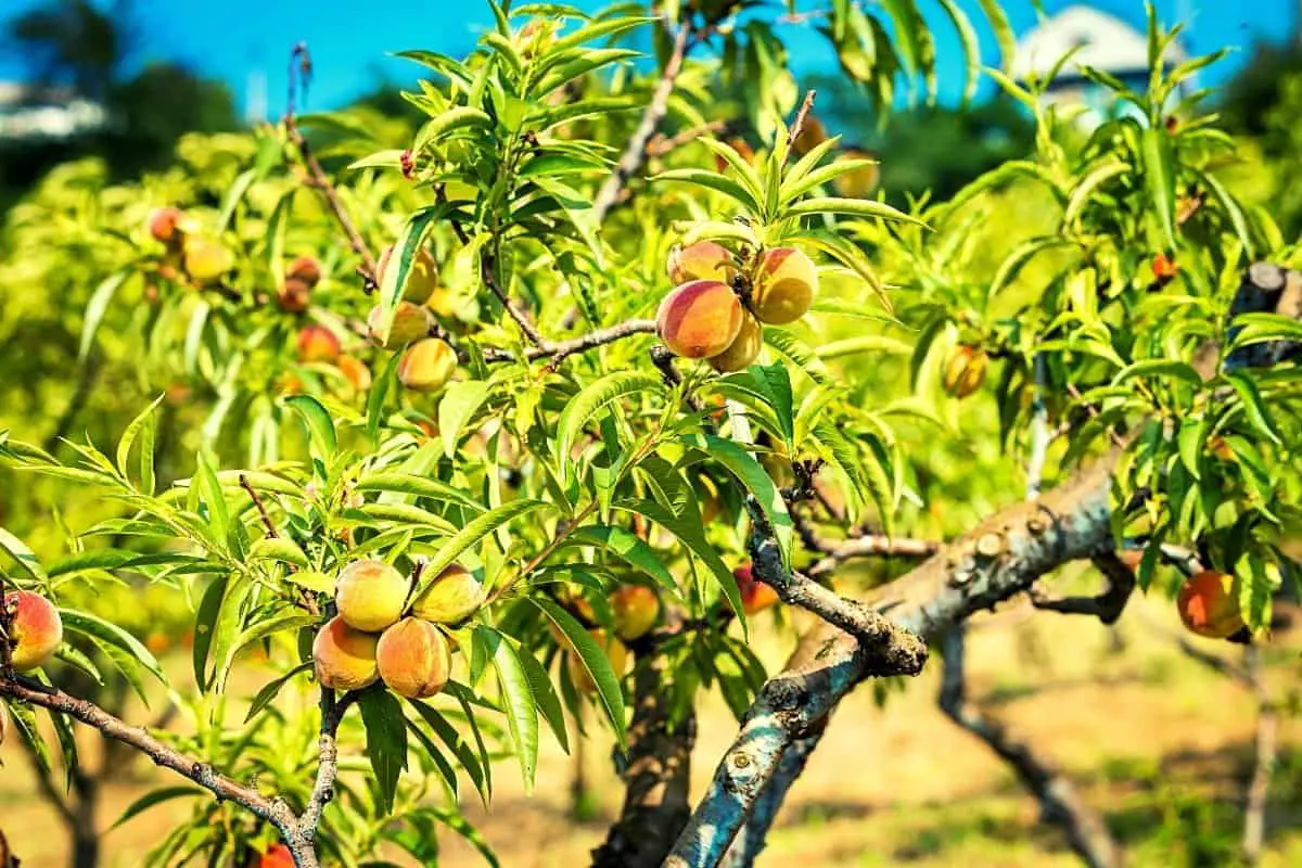 When To Plant A Peach Tree – A Complete Guide