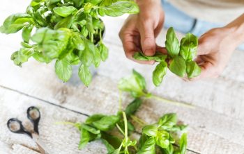 When To Prune Basil For The First Time