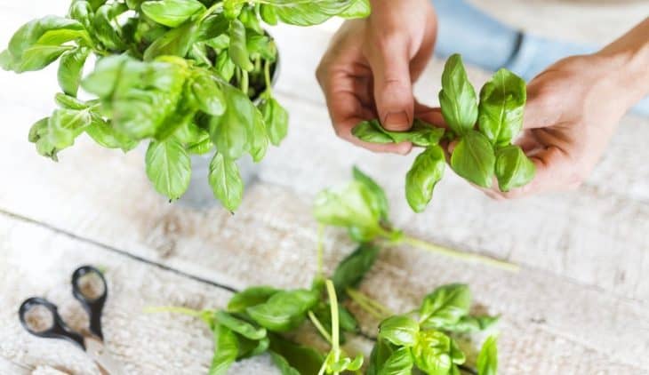 When To Prune Basil For The First Time