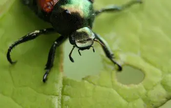 10 Home Remedies For Japanese Beetles