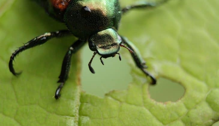 10 Home Remedies For Japanese Beetles