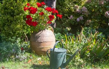A Guide On How Often To Water Geraniums