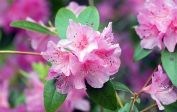 A Review On How Fast Do Rhododendrons Grow