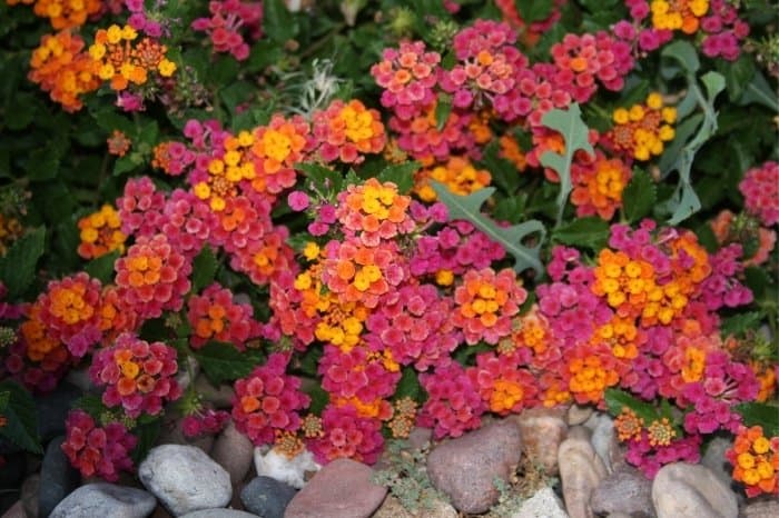 Caring For Growing Lantana In Pots