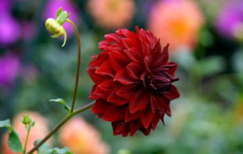 Dahlia Sun Or Shade – Which One Is Best