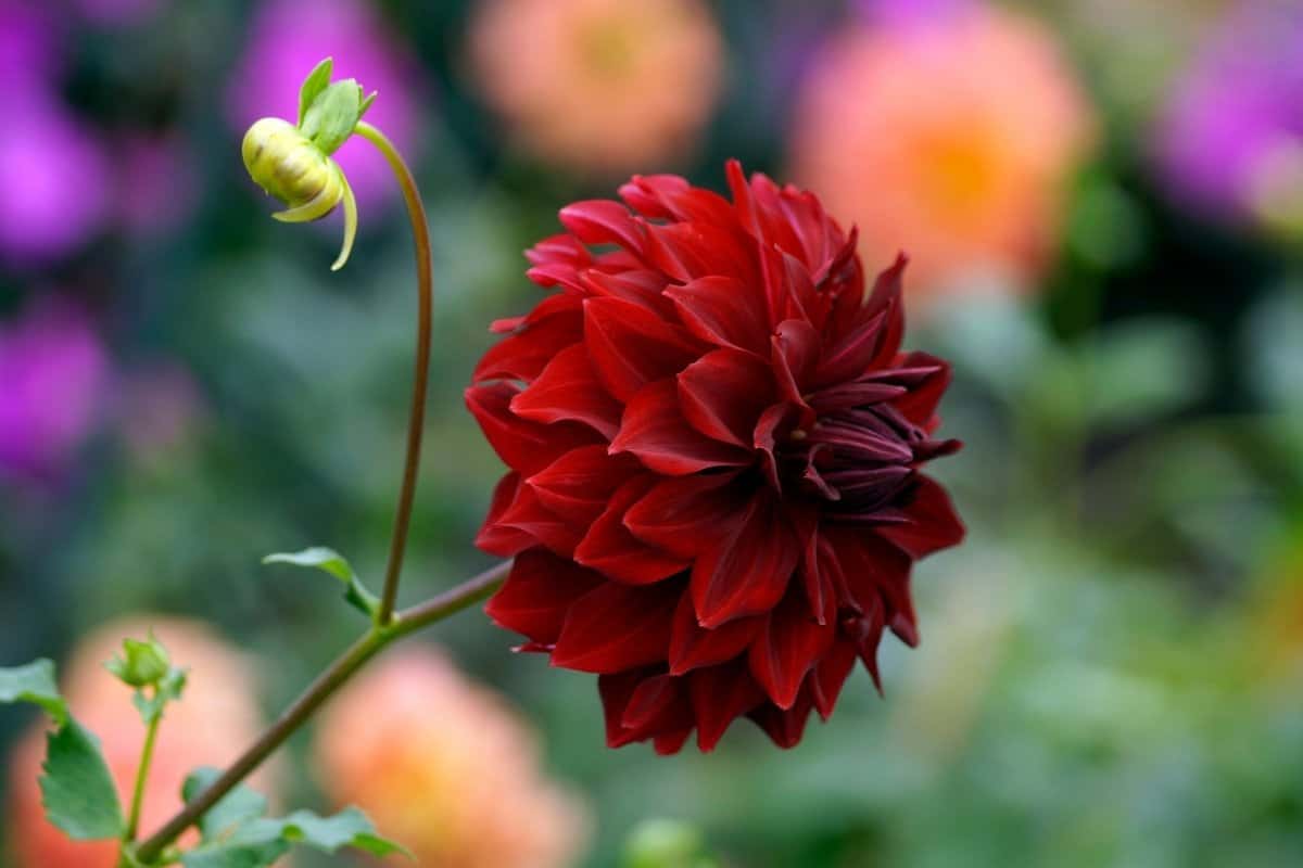 Dahlia Sun Or Shade – Which One Is Best