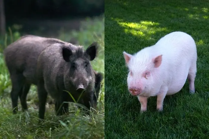 Differences Between A Hog And A Pig