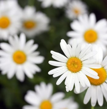 Do You Know What Do Daisies Look Like