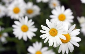 Do You Know What Do Daisies Look Like