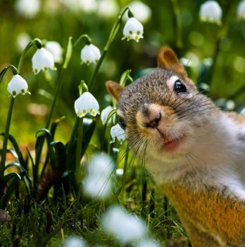 Gorgeous Flowers Squirrels Won't Eat