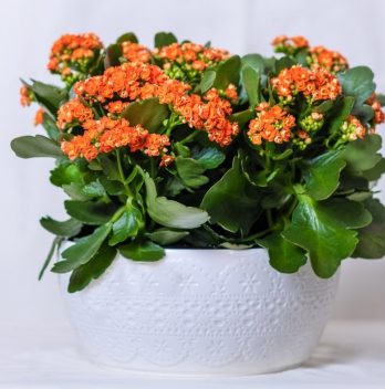Growing Lantana In Pots - Step By Step Guide 
