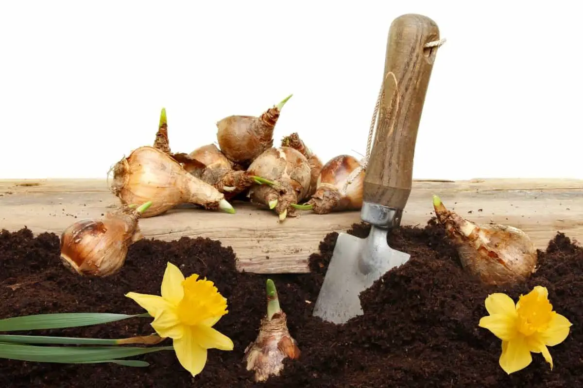 How Deep Do You Plant Daffodil Bulbs