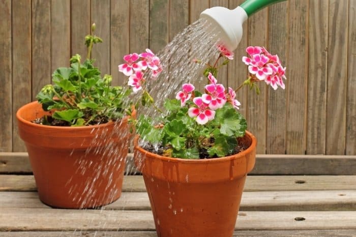How Long Can Geraniums Stay Without Water
