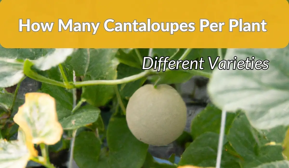 How Many Cantaloupes Per Plant