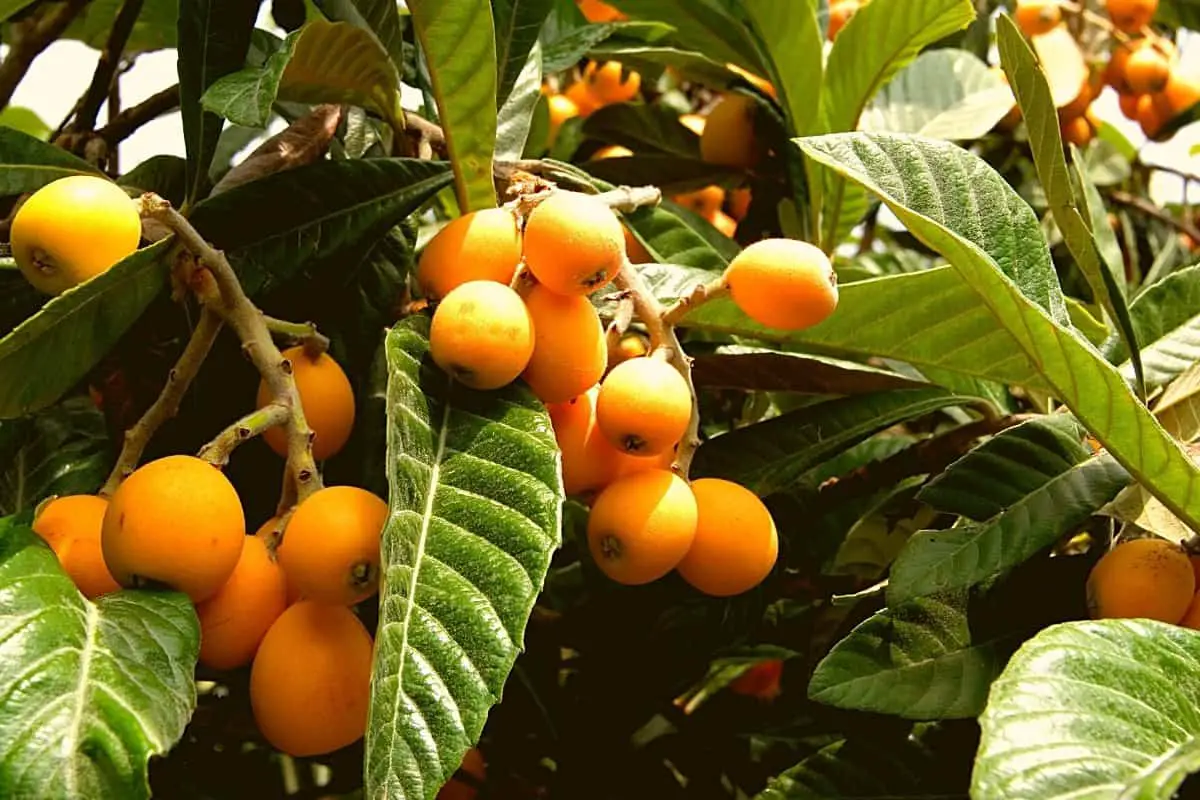 How To Grow A Loquat Tree From Seed