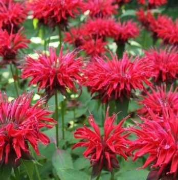 How To Grow Bee Balm From Seed - A Simple Guide