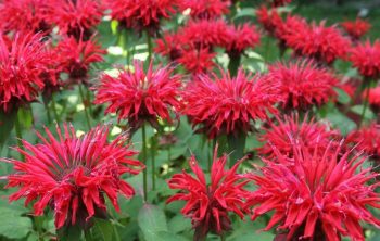How To Grow Bee Balm From Seed - A Simple Guide
