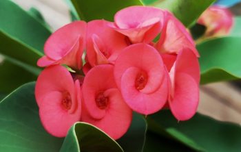 How To Grow Crown Of Thorns Plant Outdoors