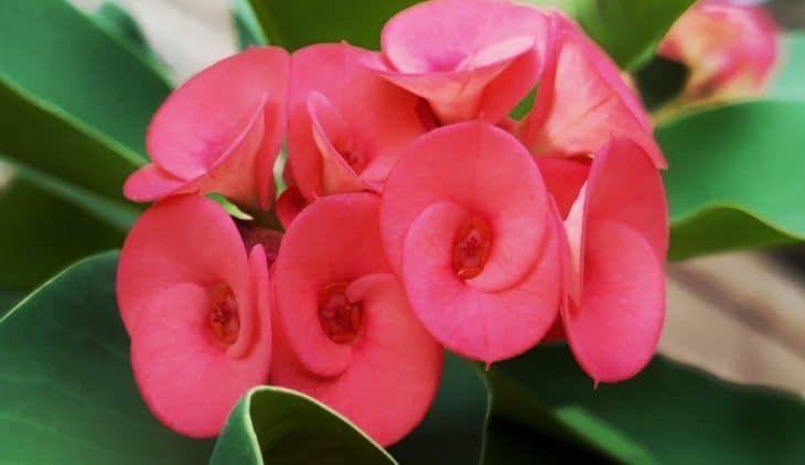 How To Grow Crown Of Thorns Plant Outdoors