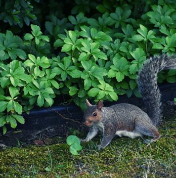 How To Repel Squirrels From Garden