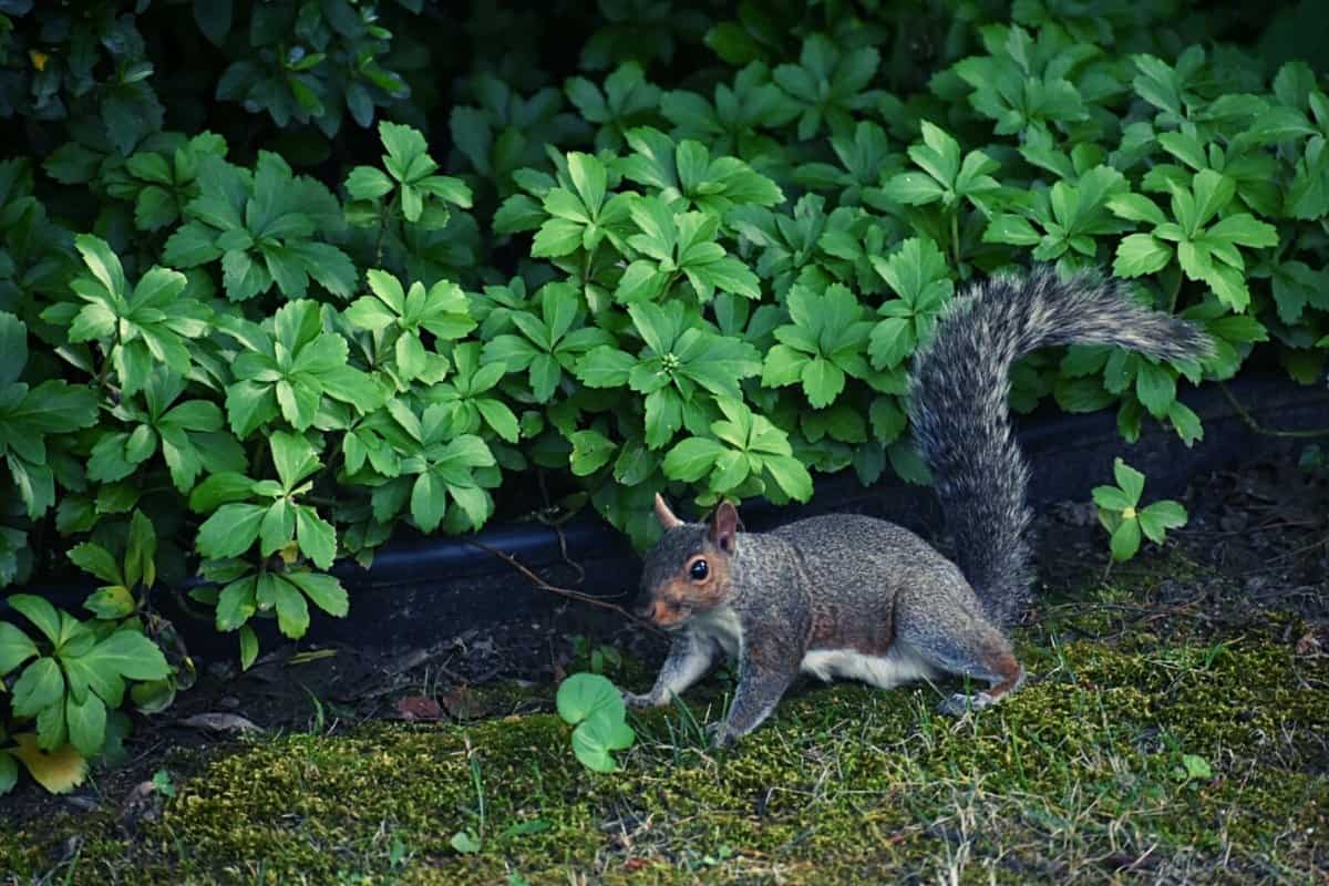 How To Repel Squirrels From Garden