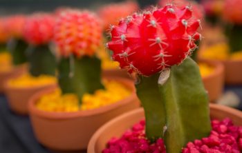 How To Take Care Of A Moon Cactus