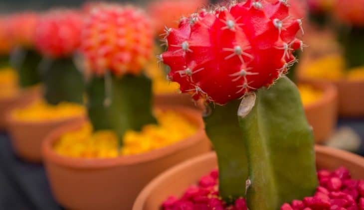 How To Take Care Of A Moon Cactus