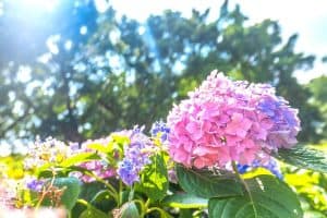 How To Care For Hydrangeas In Full Sun - Gardening Dream