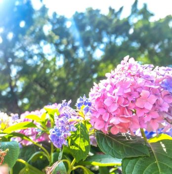 How to Care for Hydrangeas in Full Sun