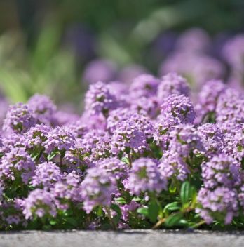 Is Creeping Thyme Edible Or Is It Only Grown For Beauty