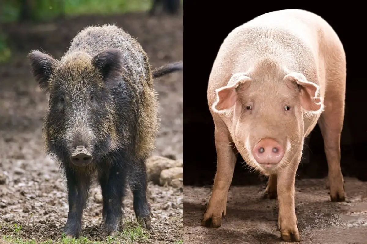 difference between hog and pig