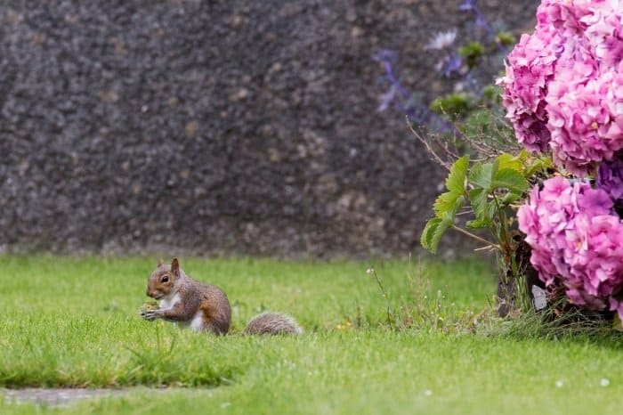 Preventing Squirrels In Garden