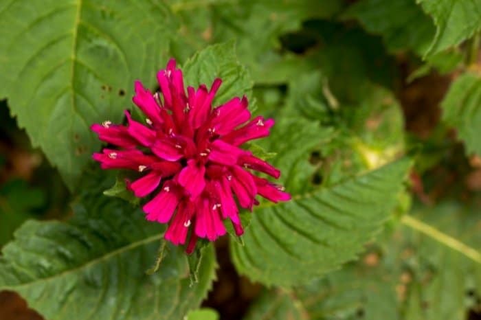 Problems With Germinating Bee Balm Seeds