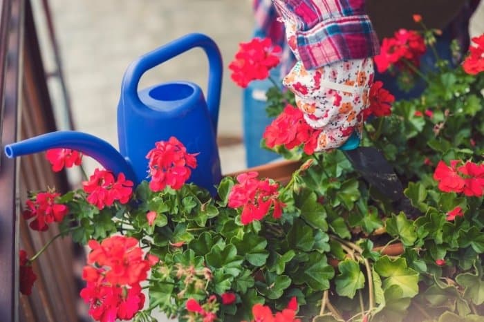 So How Often To Water Geraniums