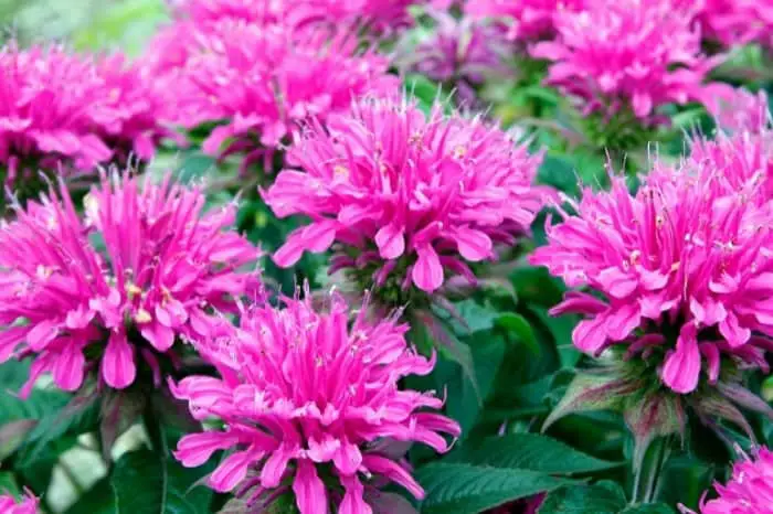 Some Facts About Bee Balm Plants