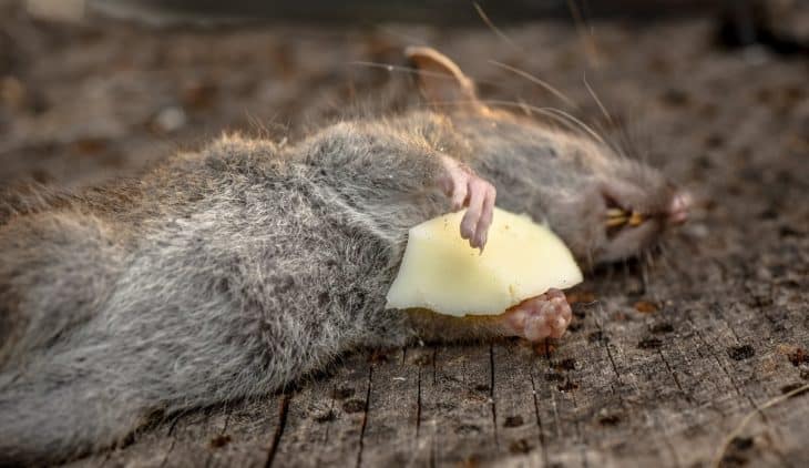 The Top Best Rat Poison That Kills Without Odor