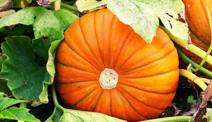 Tips On How and When To Plant The Best Pumpkins