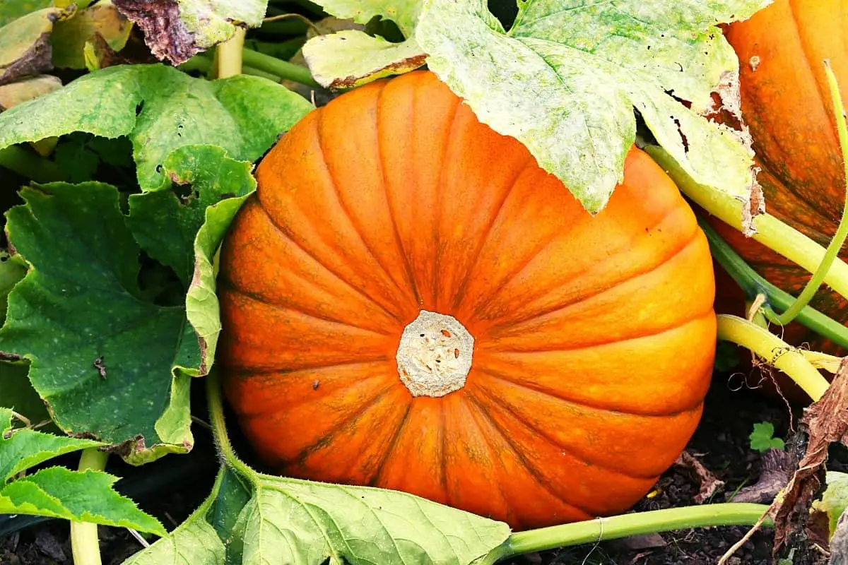 Tips On How and When To Plant The Best Pumpkins