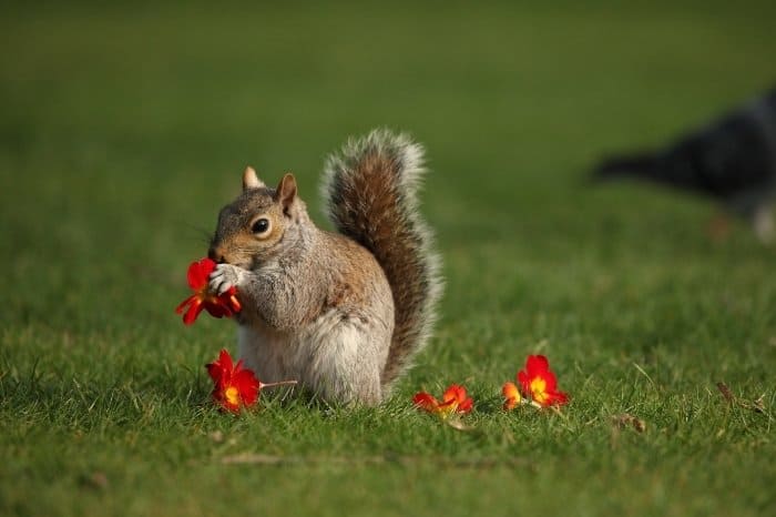 What Kind of Plants and Trees Do Squirrels Like to Eat