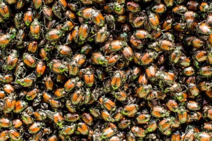 When Is The Japanese Beetle Season