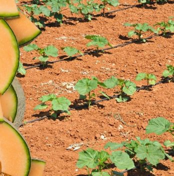 When To Plant Cantaloupes – The Perfect Time