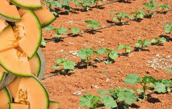 When To Plant Cantaloupes – The Perfect Time