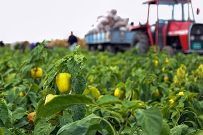 Who Leads In Bell Pepper Production