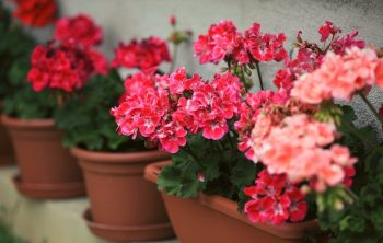 A Guide On Caring For Geraniums In Pots