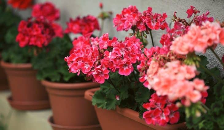 A Guide On Caring For Geraniums In Pots