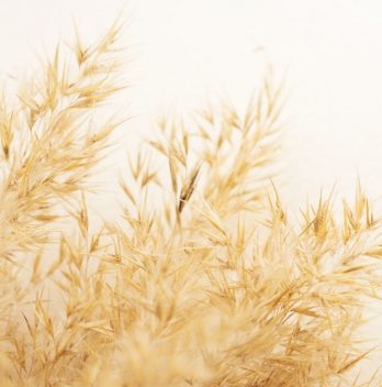 A Guide On When To Cut Pampas Grass