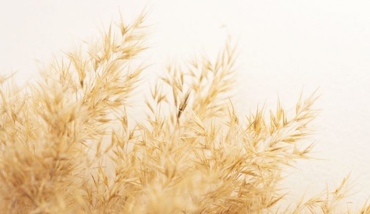 A Guide On When To Cut Pampas Grass