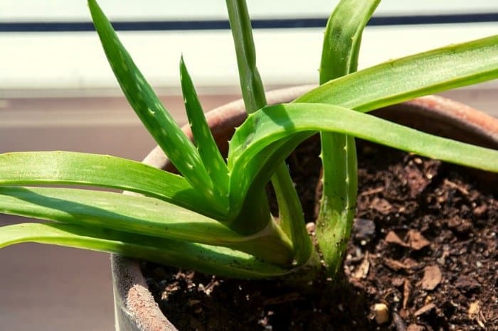 Aloe Plants - The Ultimate House Plants